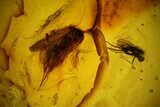 Detailed Fossil Caddisfly and Two Flies in Baltic Amber #128294-3